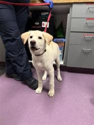 Shelter Stray Female Dog last seen Near BLK W 7TH ST, LONG BEACH, CA 90813, 7700 E Spring St, Long Beach, CA 90815, USA