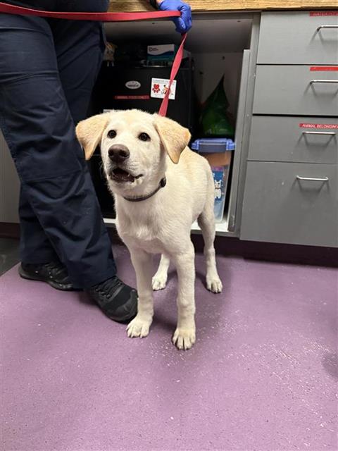 Shelter Stray Female Dog last seen Near BLK W 7TH ST, LONG BEACH, CA 90813, 7700 E Spring St, Long Beach, CA 90815, USA