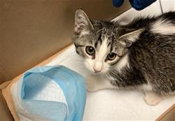 Shelter Stray Female Cat last seen Near BLOCK OREGON AVE, LONG BEACH CA, 7700 E Spring St, Long Beach, CA 90815, USA