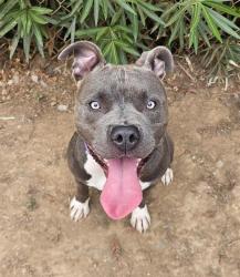 Shelter Stray Male Dog last seen CHEROKEE LN/CONLEY RD, 95632, 3839 Bradshaw Rd, Sacramento, CA 95827, USA