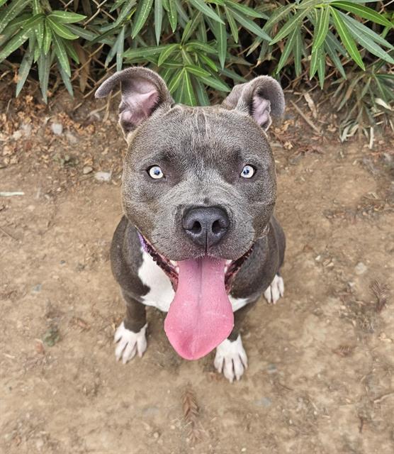 Shelter Stray Male Dog last seen CHEROKEE LN/CONLEY RD, 95632, 3839 Bradshaw Rd, Sacramento, CA 95827, USA