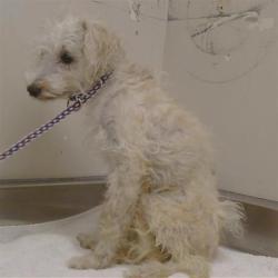Shelter Stray Male Dog last seen BODEGA CT/WATT AVE, SACRAMENTO CA 95864, 3839 Bradshaw Rd, Sacramento, CA 95827, USA