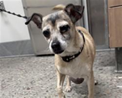 Shelter Stray Female Dog last seen S 43RD AVE AND W ALTA VISTA RD, 5501 E Van Buren St, Phoenix, AZ 85008, USA