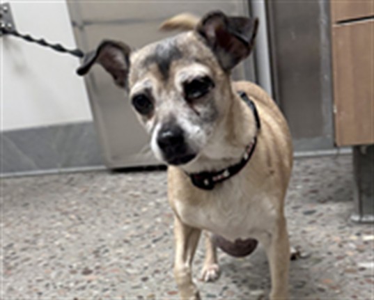 Shelter Stray Female Dog last seen S 43RD AVE AND W ALTA VISTA RD, 5501 E Van Buren St, Phoenix, AZ 85008, USA