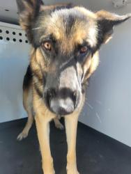 Shelter Stray Female Dog last seen Near BLOCK MING AVE, BAKERSFIELD CA, 201 S Mt Vernon Ave, Bakersfield, CA 93307, USA