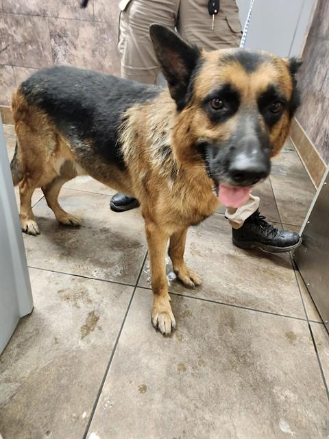 Shelter Stray Male Dog last seen Near BLK S UNION AVE, BAKERSFIELD CA, 201 S Mt Vernon Ave, Bakersfield, CA 93307, USA