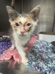 Shelter Stray Female Cat last seen Near, 5001 E Raymond St, Indianapolis, IN 46203, USA