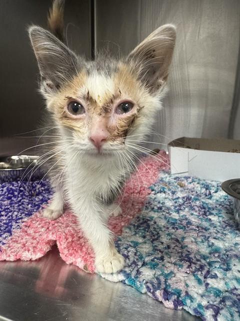 Shelter Stray Female Cat last seen Near, 5001 E Raymond St, Indianapolis, IN 46203, USA