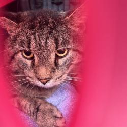 Shelter Stray Male Cat last seen Near, 5001 E Raymond St, Indianapolis, IN 46203, USA