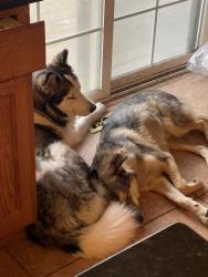 Reunited Male Dog last seen Lincoln and Parker Road, Parker, CO 80134