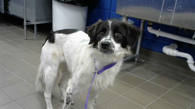 Shelter Stray Female Dog last seen Near BLOCK LOMAS BLVD NE, 8920 Lomas Blvd NE, Albuquerque, NM 87112, USA