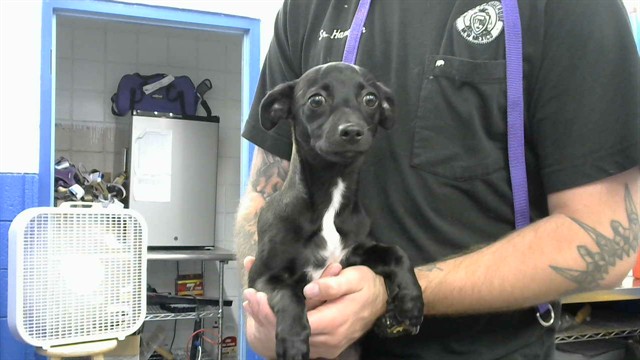 Shelter Stray Female Dog last seen Near BLOCK CONTINENTAL LOOP, 8920 Lomas Blvd NE, Albuquerque, NM 87112, USA