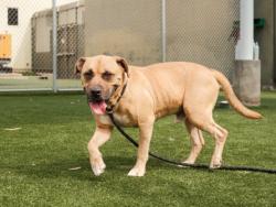 Shelter Stray Male Dog last seen , 3201 Lacy St, Los Angeles, CA 90031, USA