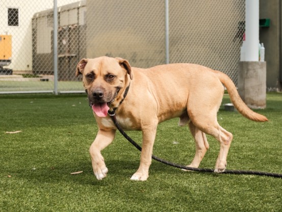 Shelter Stray Male Dog last seen , 3201 Lacy St, Los Angeles, CA 90031, USA