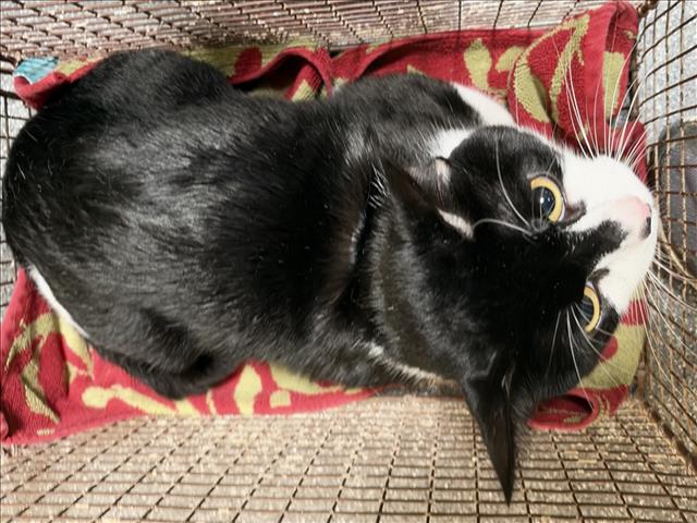 Shelter Stray Male Cat last seen , 3201 Lacy St, Los Angeles, CA 90031, USA