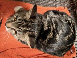 Shelter Stray Female Cat last seen , 3201 Lacy St, Los Angeles, CA 90031, USA