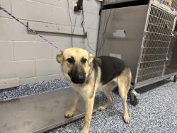 Shelter Stray Female Dog last seen Near BLOCK FILLMORE ST, THERMAL, CA, 72050 Pet Land Pl, Thousand Palms, CA 92276, USA