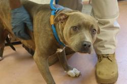 Shelter Stray Female Dog last seen Near BLOCK GLENSHANNON DR, 127 Humane Ln, Columbia, SC 29201, USA