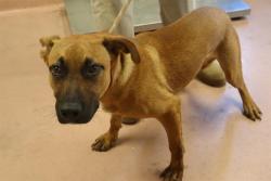 Shelter Stray Male Dog last seen REDWOOD CT, 127 Humane Ln, Columbia, SC 29201, USA