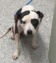 Shelter Stray Female Dog last seen Near BLOCK DEQUINDRE ST, DETROIT MI 48234, 1431 E Ferry St, Detroit, MI 48211, USA