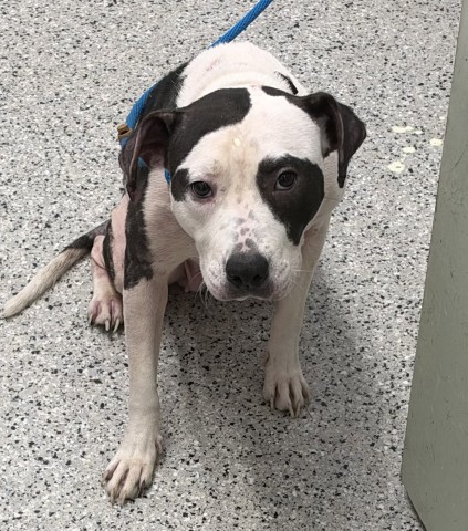 Shelter Stray Female Dog last seen Near BLOCK DEQUINDRE ST, DETROIT MI 48234, 1431 E Ferry St, Detroit, MI 48211, USA