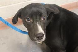 Shelter Stray Female Dog last seen Near BLOCK LOUIS LECONTE RD, 127 Humane Ln, Columbia, SC 29201, USA
