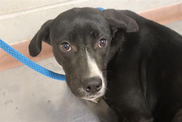 Shelter Stray Female Dog last seen Near BLOCK LOUIS LECONTE RD, 127 Humane Ln, Columbia, SC 29201, USA