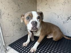 Shelter Stray Male Dog last seen Near BLOCK YORKSHIRE RD, DETROIT, MI 48224, 1431 E Ferry St, Detroit, MI 48211, USA