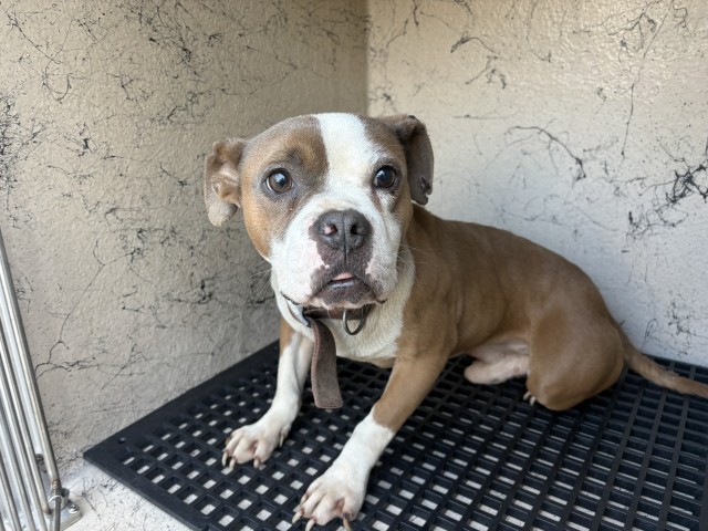 Shelter Stray Male Dog last seen Near BLOCK YORKSHIRE RD, DETROIT, MI 48224, 1431 E Ferry St, Detroit, MI 48211, USA