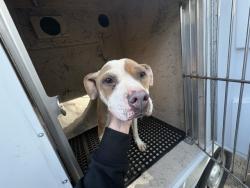 Shelter Stray Female Dog last seen Near BLOCK YORKSHIRE RD, DETROIT, MI 48224, 1431 E Ferry St, Detroit, MI 48211, USA