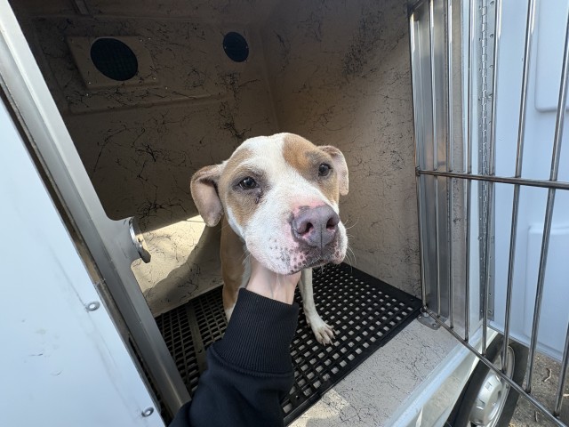 Shelter Stray Female Dog last seen Near BLOCK YORKSHIRE RD, DETROIT, MI 48224, 1431 E Ferry St, Detroit, MI 48211, USA