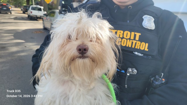 Shelter Stray Male Dog last seen Near BLOCK YORKSHIRE RD, DETROIT, MI 48224, 1431 E Ferry St, Detroit, MI 48211, USA