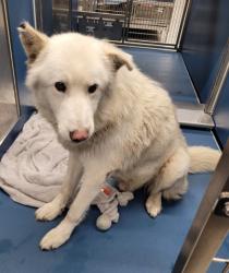 Shelter Stray Male Dog last seen Near BLOCK ROSA PARKS BLVD, DETROIT MI 48238, 1431 E Ferry St, Detroit, MI 48211, USA