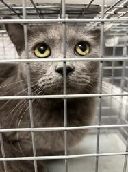 Shelter Stray Female Cat last seen Near BLOCK S 10TH ST BLOCK, 655 N Mojave Rd, Las Vegas, NV 89101, USA