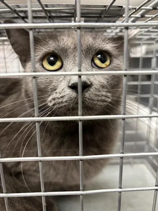Shelter Stray Female Cat last seen Near BLOCK S 10TH ST BLOCK, 655 N Mojave Rd, Las Vegas, NV 89101, USA