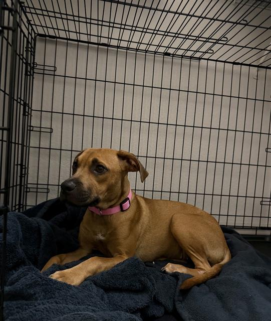 Shelter Stray Female Dog last seen , 4710 TX-151, San Antonio, TX 78227, USA