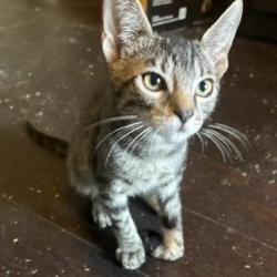 Shelter Stray Male Cat last seen Near BLOCK CULEBRA, 4710 TX-151, San Antonio, TX 78227, USA