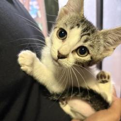 Shelter Stray Male Cat last seen BUENO VISTA AND S SAN JACINTO, 4710 TX-151, San Antonio, TX 78227, USA