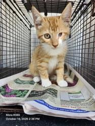 Shelter Stray Male Cat last seen Near BLOCK QUAIL BRANCH, 4710 TX-151, San Antonio, TX 78227, USA