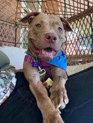 Shelter Stray Female Dog last seen Near BLOCK ST FRANCIS LN, 3528 Newburg Rd, Louisville, KY 40218, USA