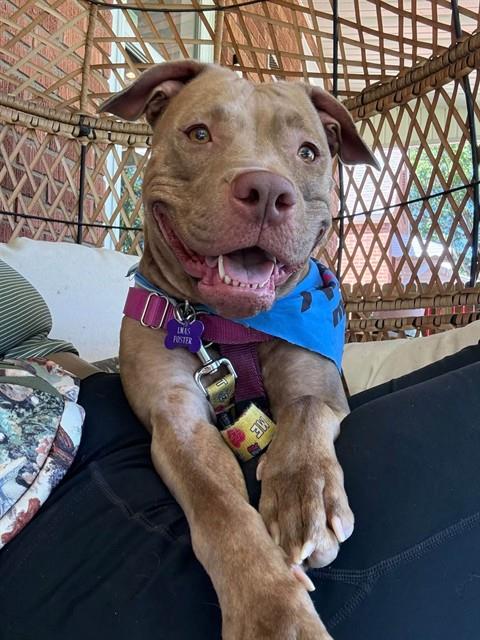 Shelter Stray Female Dog last seen Near BLOCK ST FRANCIS LN, 3528 Newburg Rd, Louisville, KY 40218, USA