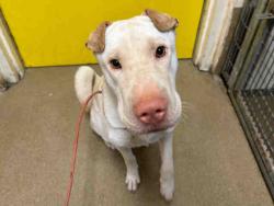 Shelter Stray Male Dog last seen , 5821 Sweetwater Rd, Bonita, CA 91902, USA