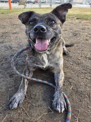 Shelter Stray Female Dog last seen Near BLOCK CRAIG AVENUE, 3528 Newburg Rd, Louisville, KY 40218, USA