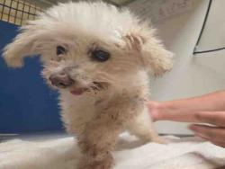 Shelter Stray Male Dog last seen , 5821 Sweetwater Rd, Bonita, CA 91902, USA