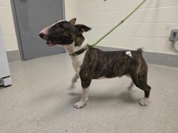 Shelter Stray Male Dog last seen SMUTHERS RAVINE, 11232 B Ave, Auburn, CA 95603, USA