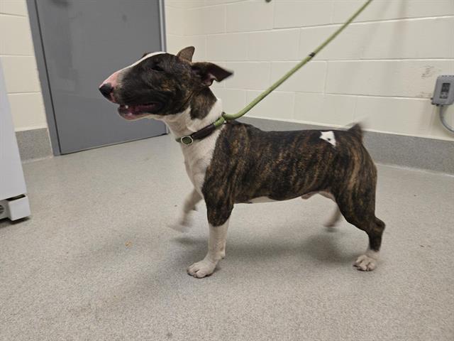 Shelter Stray Male Dog last seen SMUTHERS RAVINE, 11232 B Ave, Auburn, CA 95603, USA