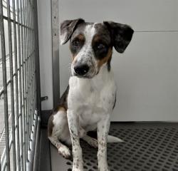Shelter Stray Male Dog last seen Near BLOCK W JOHNSTON, 333 Chandler Pl, San Bernardino, CA 92408, USA