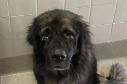 Shelter Stray Male Dog last seen MCCOURTNEY RD, 11232 B Ave, Auburn, CA 95603, USA