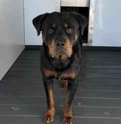 Shelter Stray Male Dog last seen Near BLOCK ARDEN AVE, 333 Chandler Pl, San Bernardino, CA 92408, USA