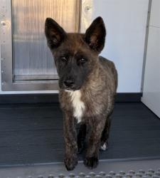 Shelter Stray Male Dog last seen WESTERN AVE & W OLIVE ST, SAN BERNARDINO, CA, 92411, USA, 333 Chandler Pl, San Bernardino, CA 92408, USA